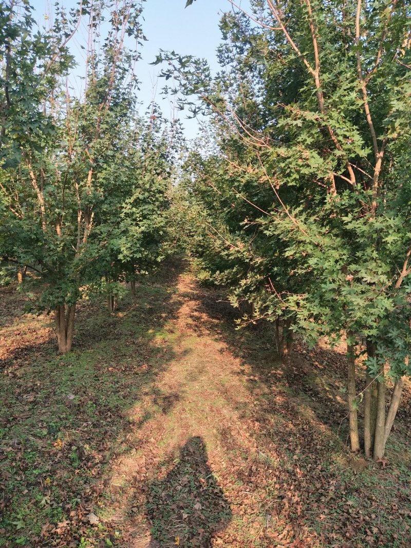 石楠树(中华石楠)单杆，丛生中华石楠，河南省苗圃直销