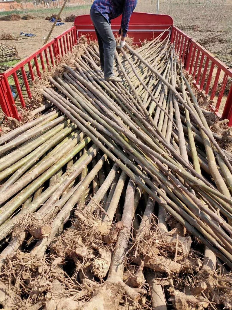 泡桐苗、桐树苗、幼苗（一年苗）、桐树根