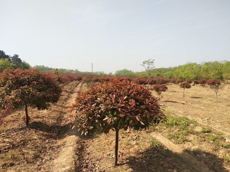 精品中华石楠，河南潢川石楠基地直销，量大价更优惠