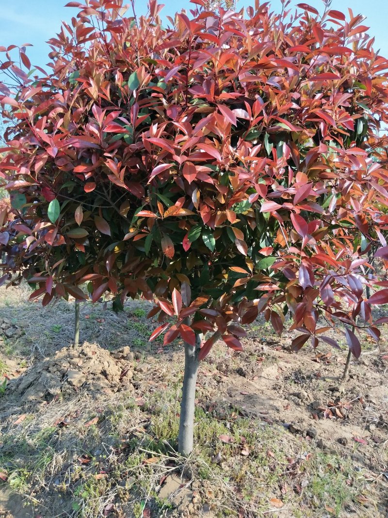 精品中华石楠，河南潢川石楠基地直销，量大价更优惠