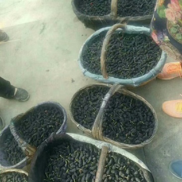 桑果～～鲜桑果种植基地特级12.5食品厂！电商药材商订购
