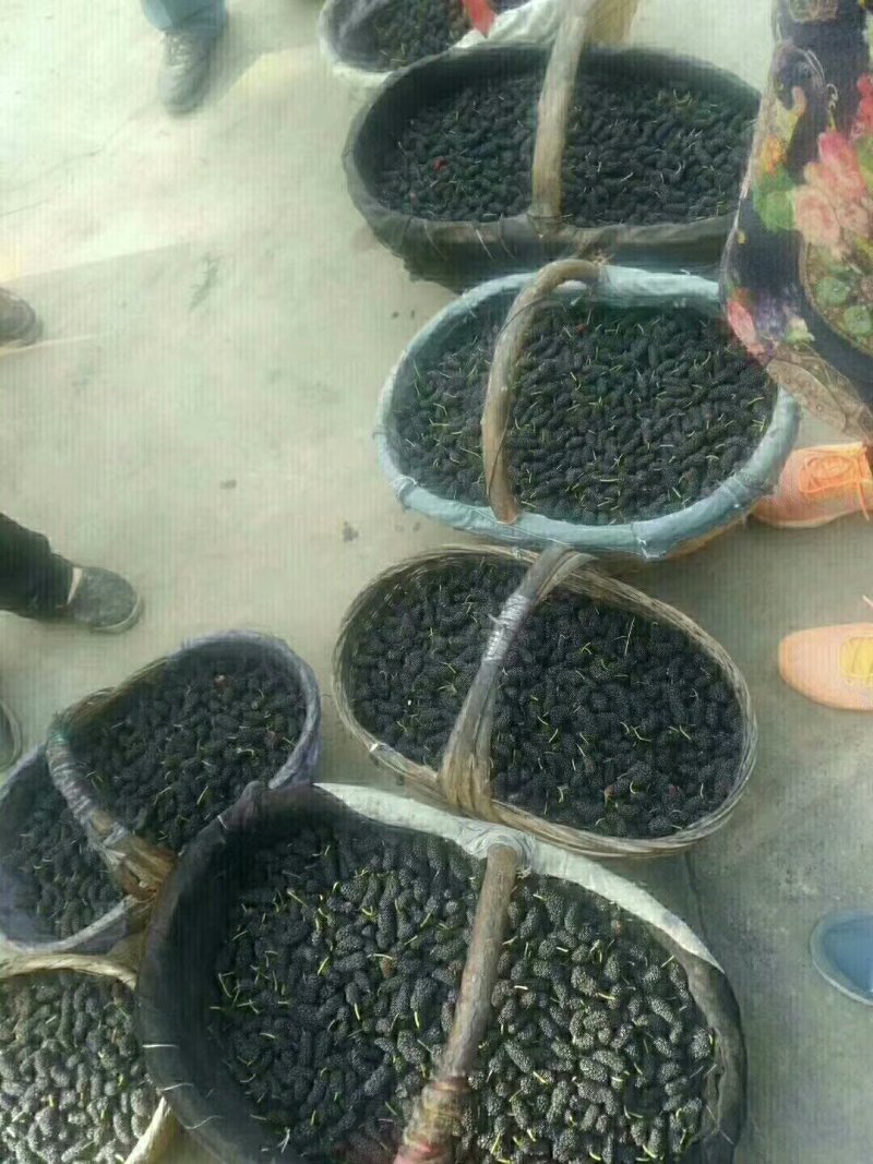 桑果～～鲜桑果种植基地特级12.5食品厂！电商药材商订购