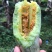 博洋61,好吃的忘不了,嘎嘎脆!好吃的流连忘返,回味无穷
