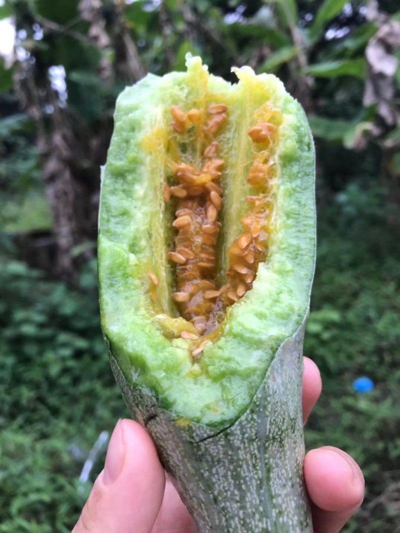 博洋61，好吃的忘不了，嘎嘎脆！好吃的流连忘返，回味无穷