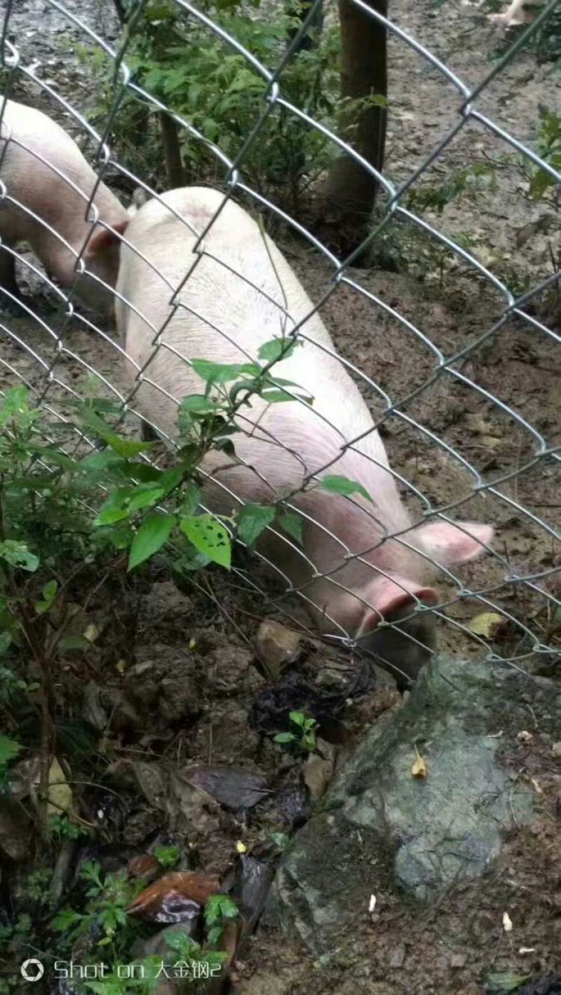 专业生产勾花网热镀锌菱形编织钢铁丝网养殖牛羊猪狗围网