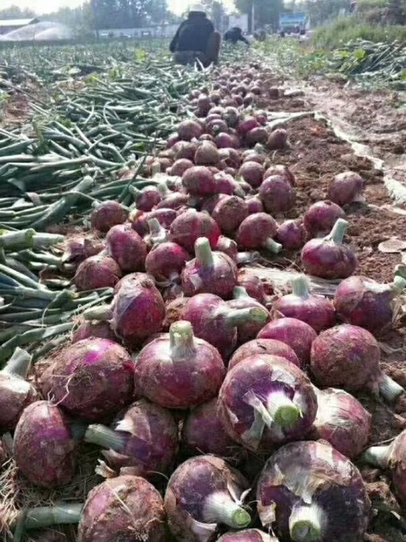 【热卖】冷库洋葱红皮洋葱紫皮洋葱一手货源8公分以上