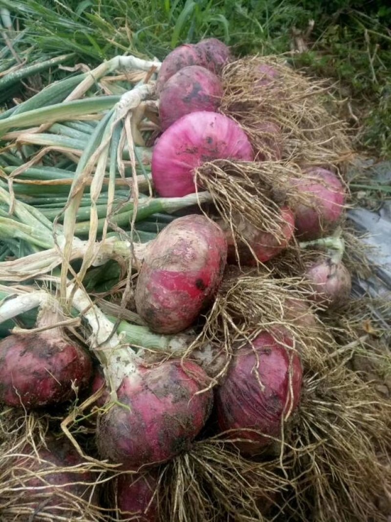 【热卖】冷库洋葱红皮洋葱紫皮洋葱一手货源8公分以上