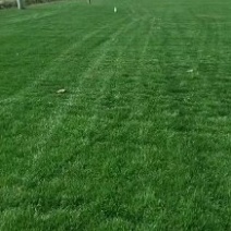 四季青草坪高羊茅草坪果岭草坪高羊茅黑麦草等