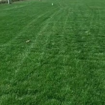 四季青草坪高羊茅草坪果岭草坪高羊茅黑麦草等