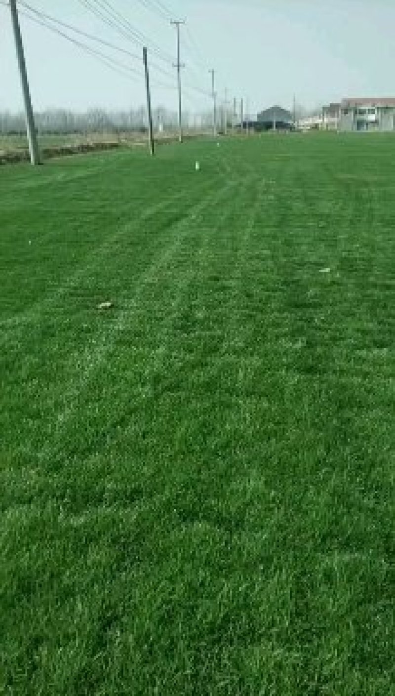 四季青草坪高羊茅草坪果岭草坪高羊茅黑麦草等