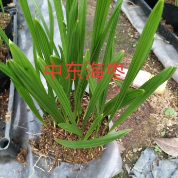 中东海枣播种苗广州苗圃批发棕榈科植物加拿利海枣小苗