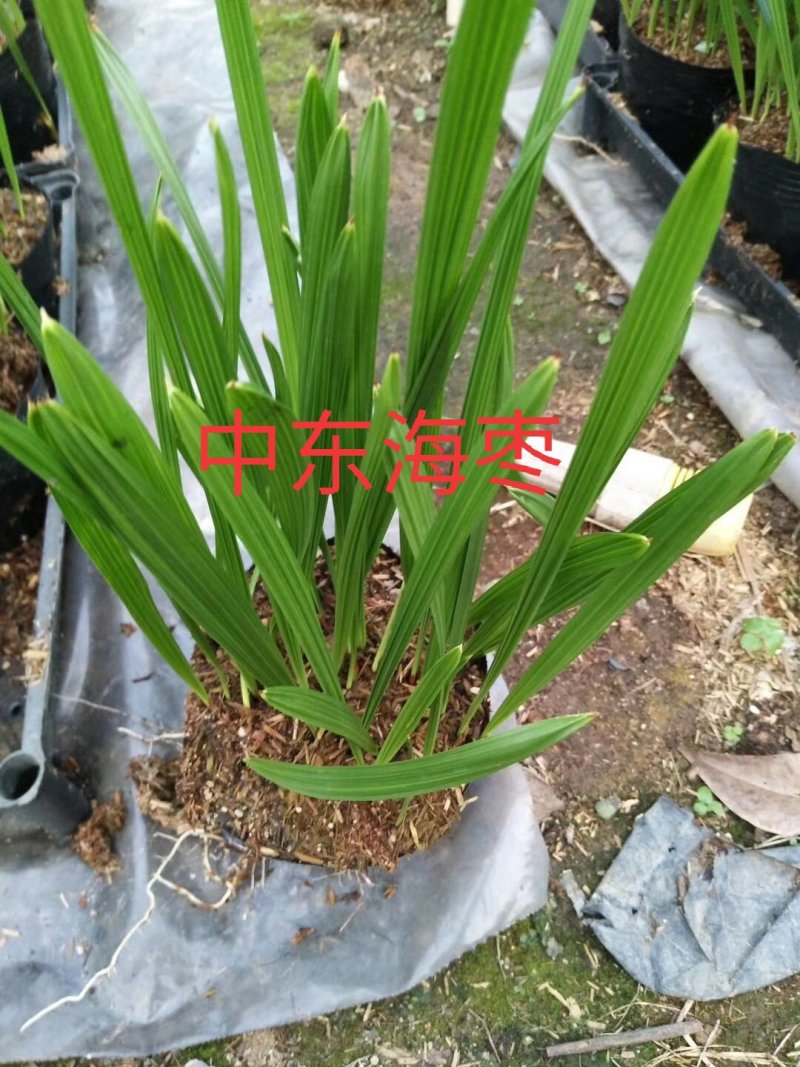 中东海枣播种苗广州苗圃批发棕榈科植物加拿利海枣小苗