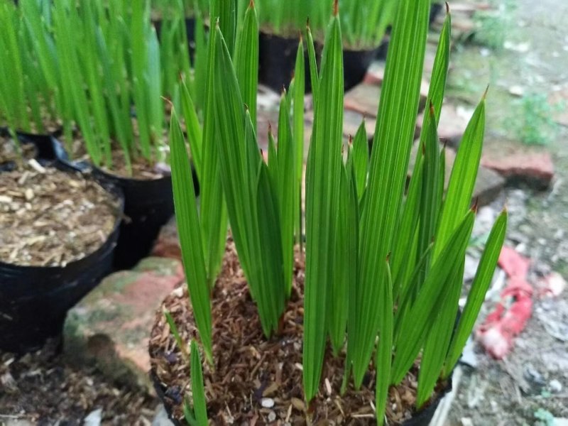 中东海枣播种苗广州苗圃批发棕榈科植物加拿利海枣小苗