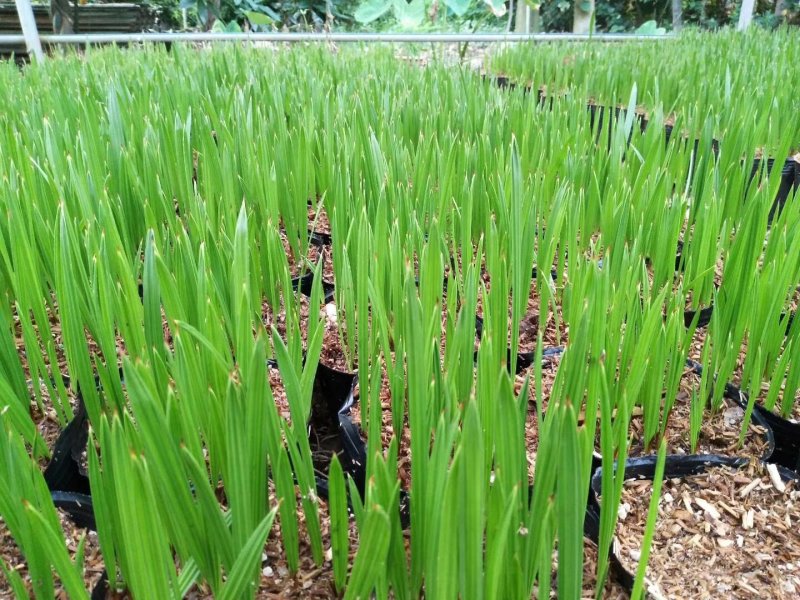 中东海枣播种苗广州苗圃批发棕榈科植物加拿利海枣小苗