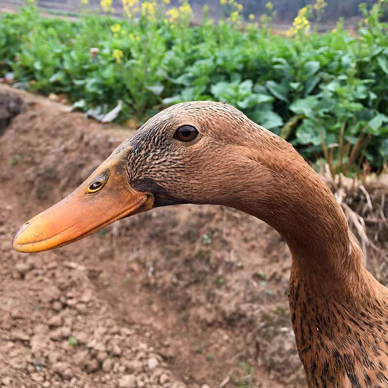 绿壳种蛋绿头麻鸭种蛋受精蛋水鸭湖鸭大种高产绿壳鸭蛋