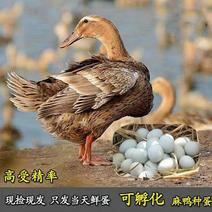 绿壳种蛋绿头麻鸭种蛋受精蛋水鸭湖鸭大种高产绿壳鸭蛋