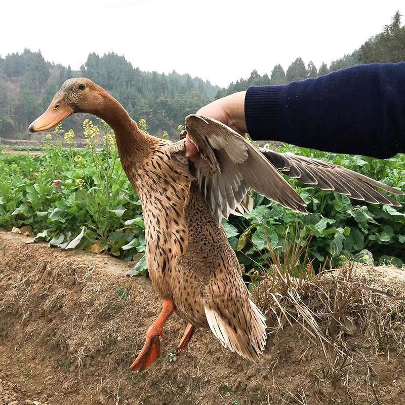绿壳种蛋绿头麻鸭种蛋受精蛋水鸭湖鸭大种高产绿壳鸭蛋