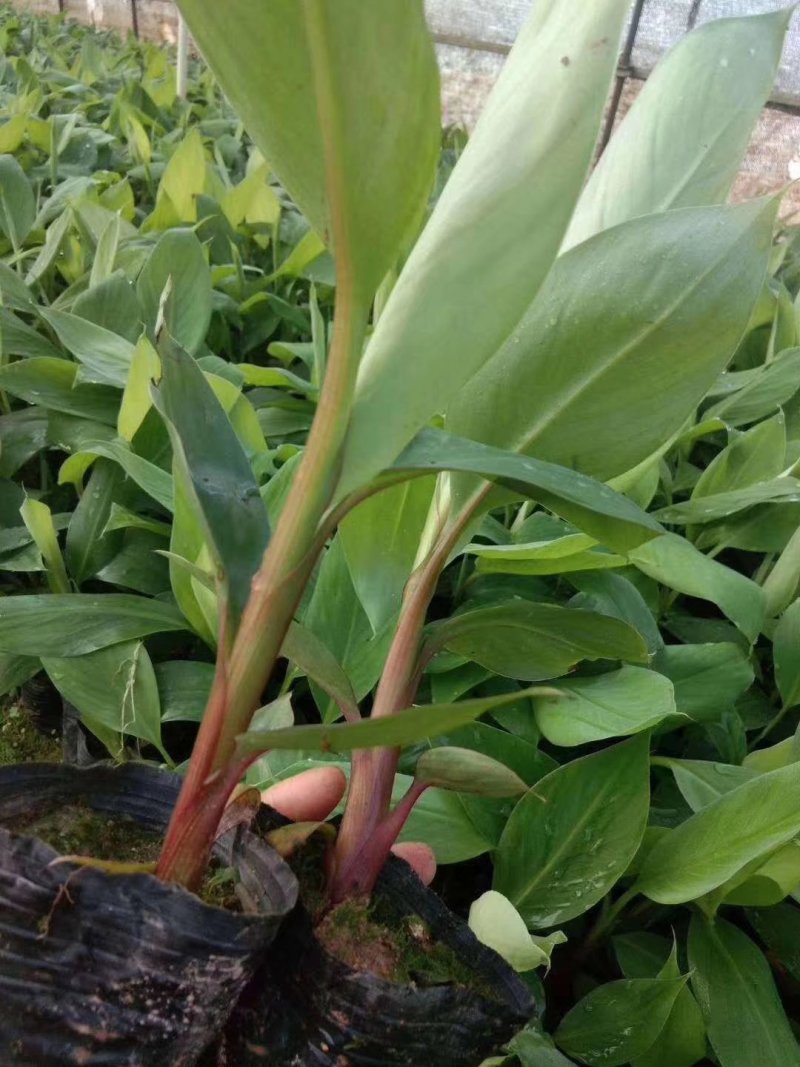 包邮正品【广西灵山威廉斯B6香蕉粉蕉】营养杯苗/直销