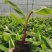 包邮正品【广西灵山威廉斯B6香蕉粉蕉】营养杯苗/直销
