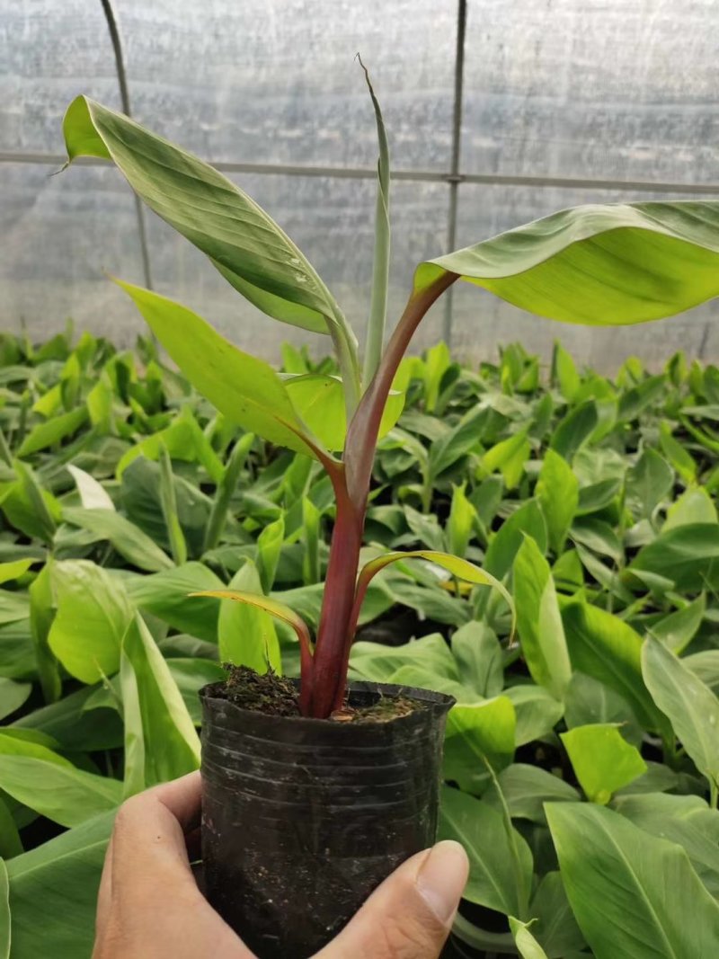 包邮正品【广西灵山威廉斯B6香蕉粉蕉】营养杯苗/直销