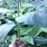 包邮正品【广西灵山威廉斯B6香蕉粉蕉】营养杯苗/直销