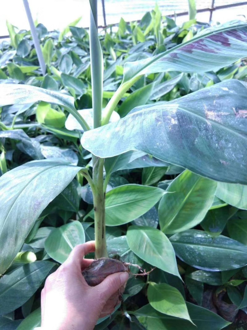 包邮正品【广西灵山威廉斯B6香蕉粉蕉】营养杯苗/直销