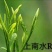 高山野茶