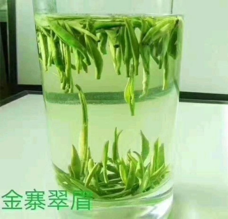 高山野茶