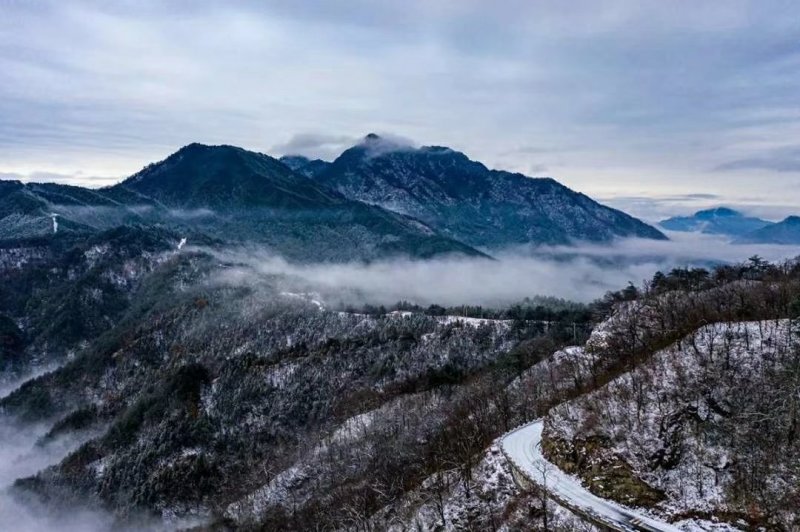 高山野茶