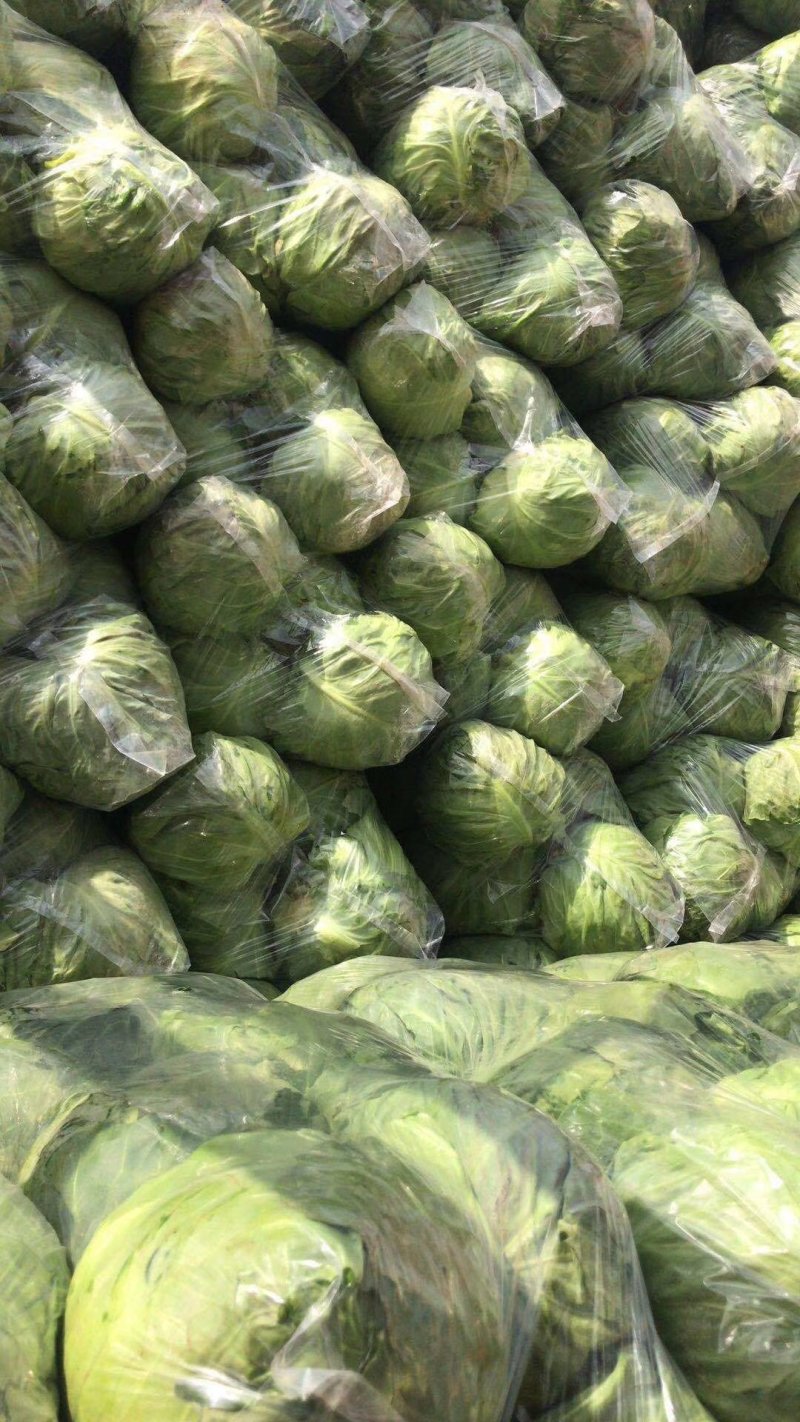 河南甘蓝精品甘蓝基地货质量好包球紧欢迎视频看货合作