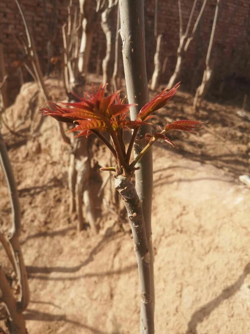 红油香椿芽