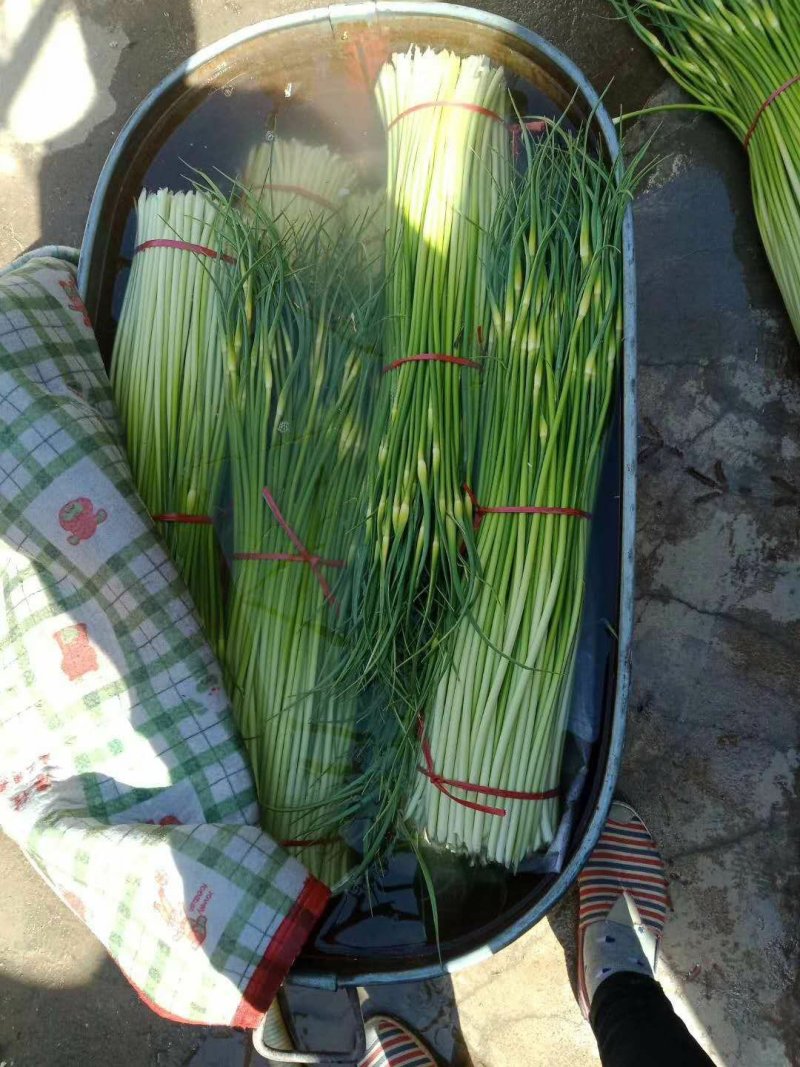 徐州丰县蒜苔蒜薹50~60厘米基地直发