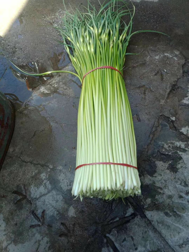 徐州丰县蒜苔蒜薹50~60厘米基地直发