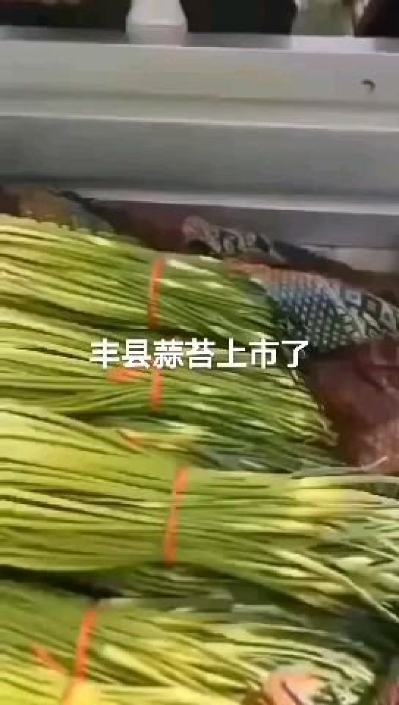 徐州丰县蒜苔蒜薹50~60厘米基地直发