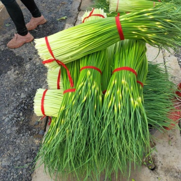 徐州丰县蒜苔蒜薹50~60厘米基地直发
