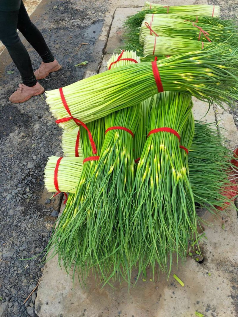 徐州丰县蒜苔蒜薹50~60厘米基地直发