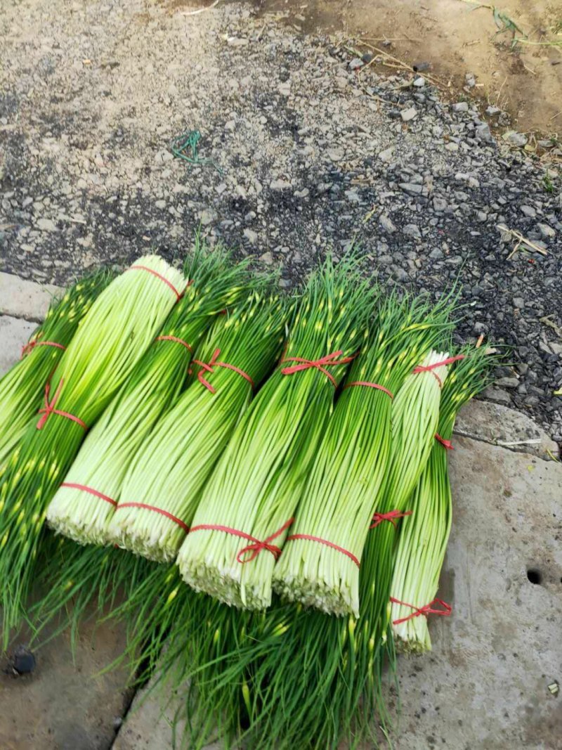 徐州丰县蒜苔蒜薹50~60厘米基地直发