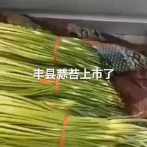 丰县陆地蒜苔大量上市产地直供蒜薹60~70厘米