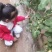 山东莘县圣女果.贝贝.千禧水果