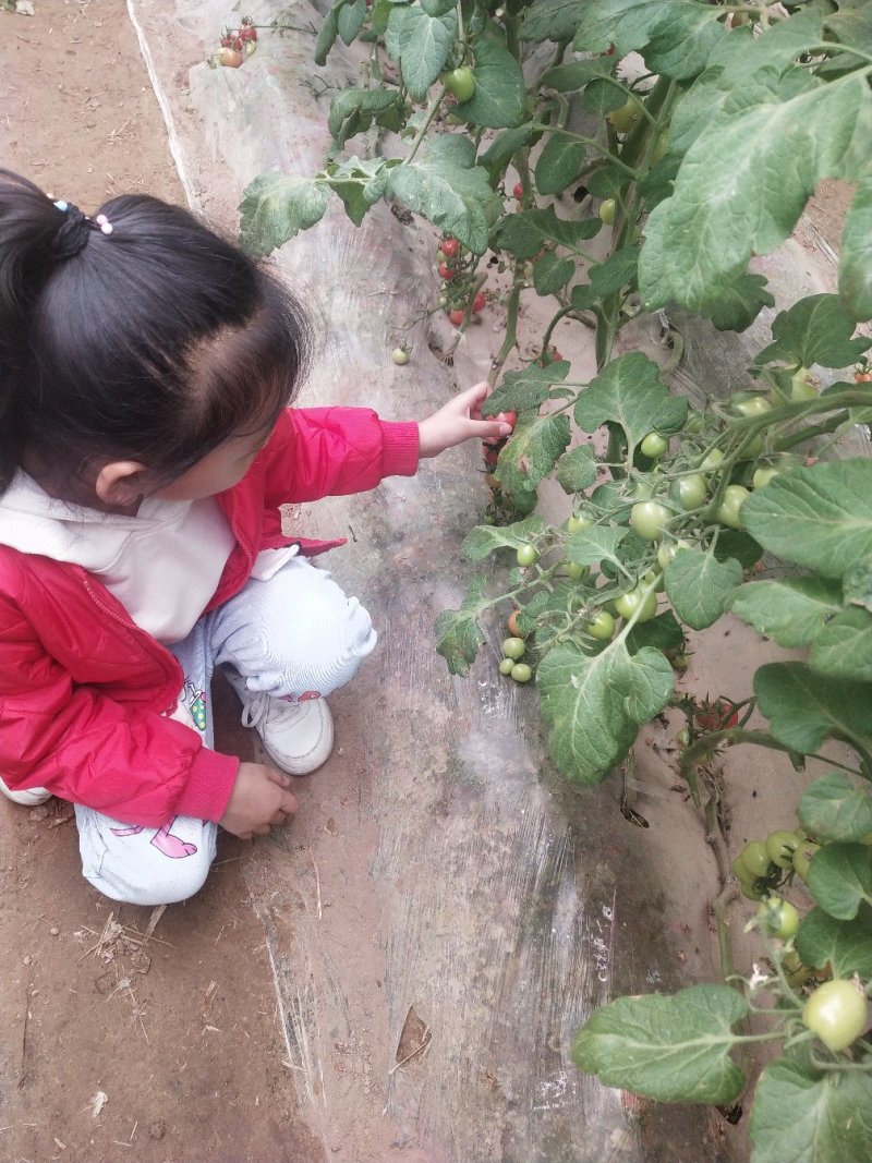 山东莘县圣女果.贝贝.千禧水果