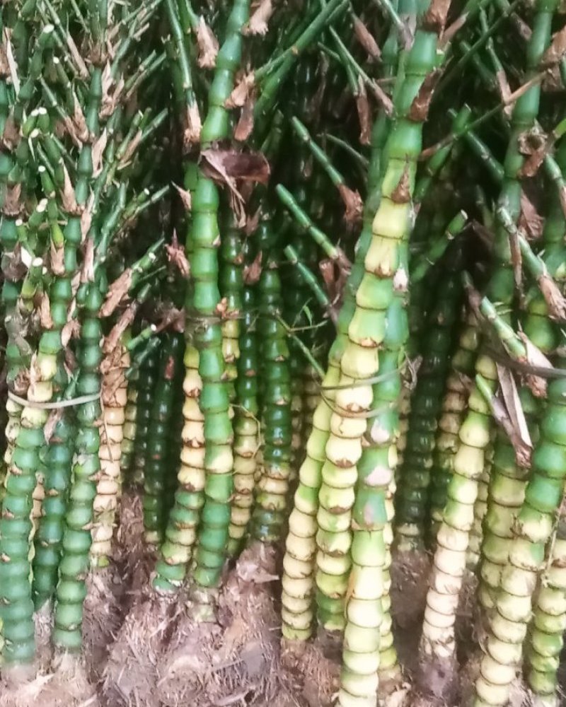 佛肚竹佛肚竹佛肚竹佛肚竹