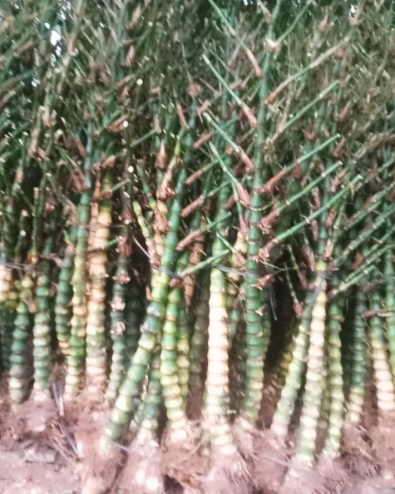 佛肚竹佛肚竹佛肚竹佛肚竹