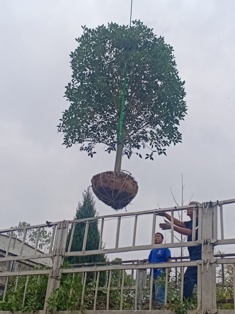 桂花各种规格都有数量充足