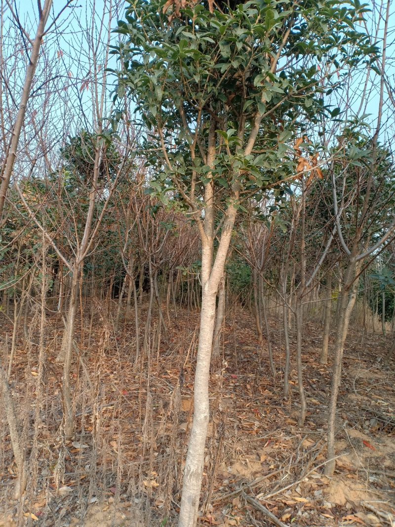 桂花各种规格都有数量充足