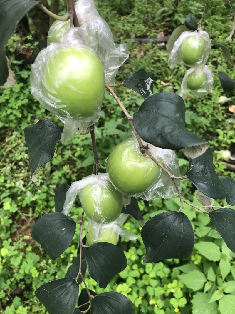 台湾蜜丝枣，青脆可口，皮色青绿