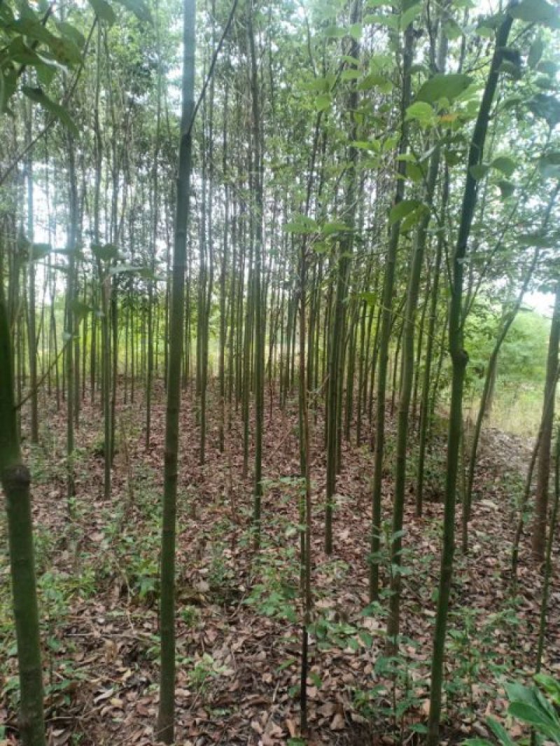 香樟树/各种规格都有数量充足