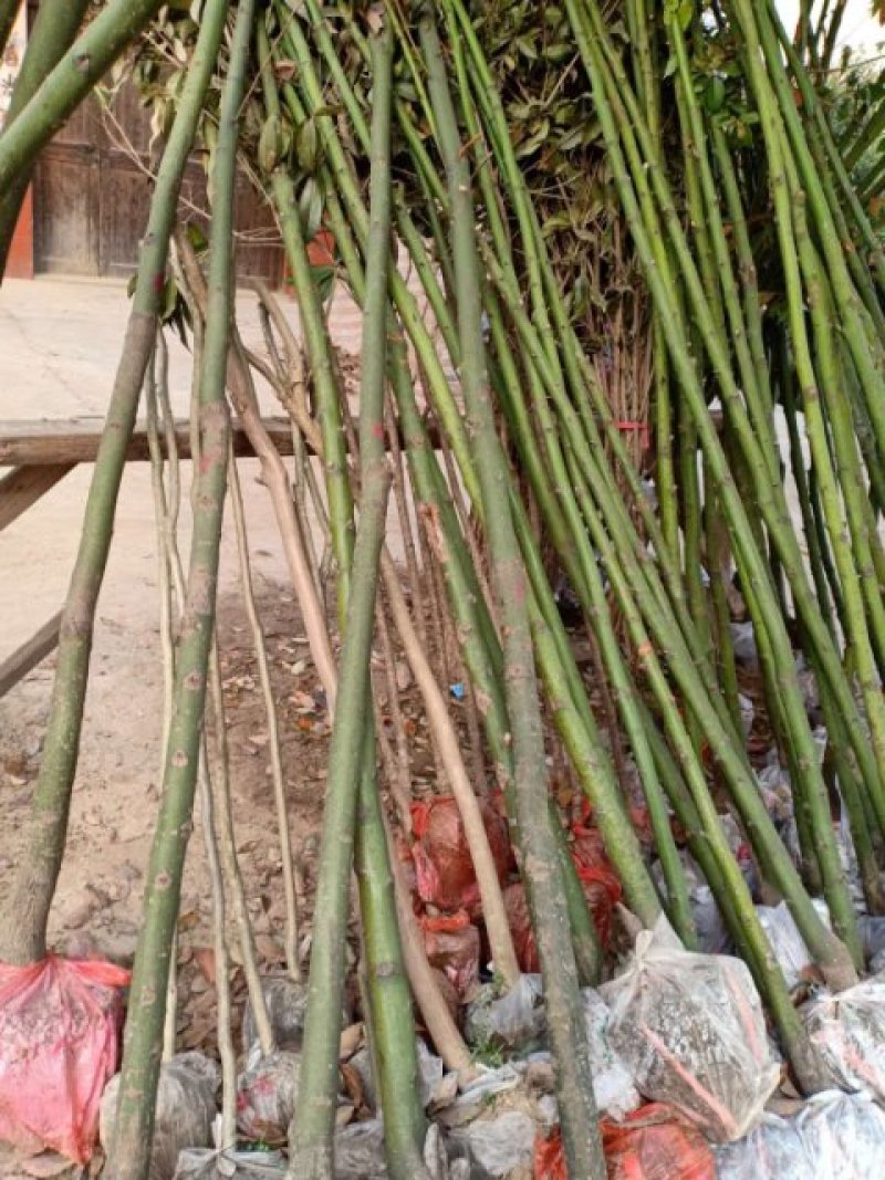 香樟树/各种规格都有数量充足