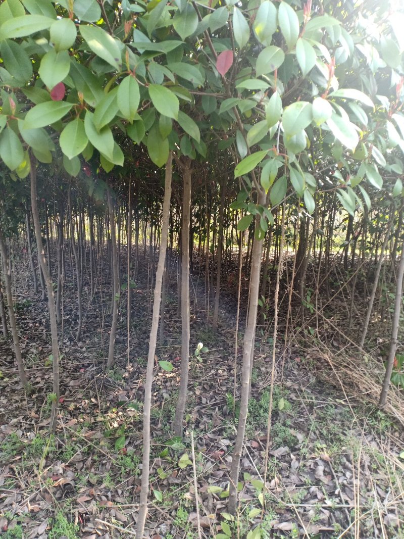 红叶石楠树/地栽苗/红叶石楠球/数量充足