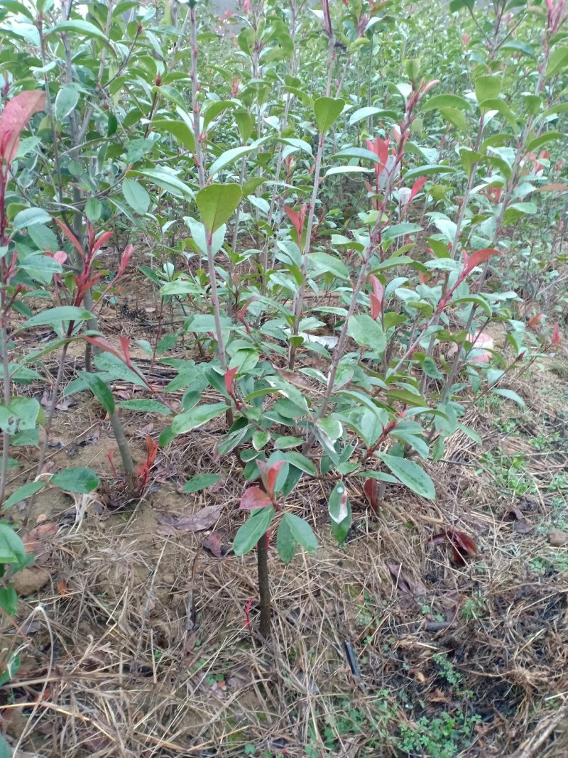 红叶石楠树/地栽苗/红叶石楠球/数量充足