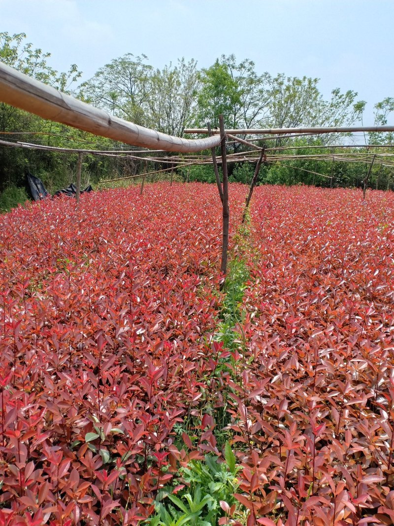 红叶石楠树/地栽苗/红叶石楠球/数量充足